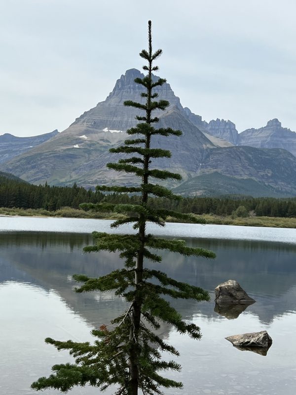 pine tree in front of lake-and mountains